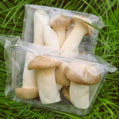 Bottle-Cultivated King Oyster Mushrooms | Eryngii Mushroom Supplier in China